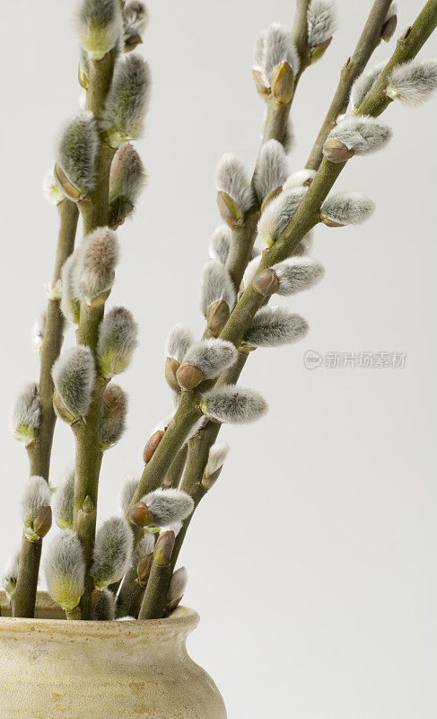 柳絮(柳属植物)在棕色花瓶