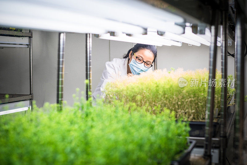女性科学家在生长室内研究转基因植物