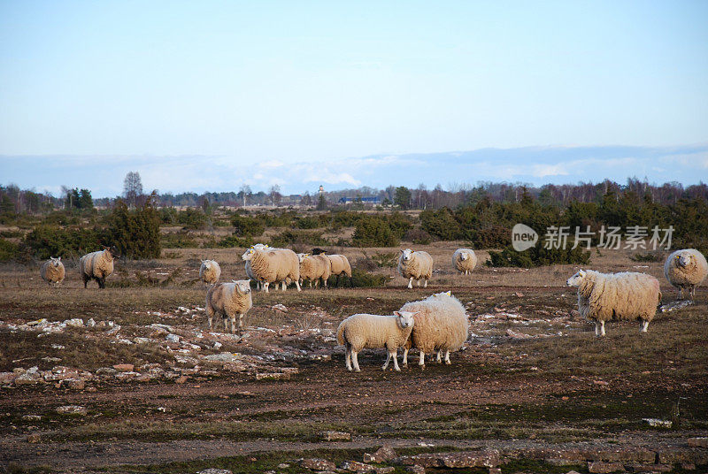 羊群在杜松树丛中