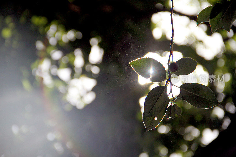 镜头光晕和树叶在阳光明媚的一天伊朗的性质