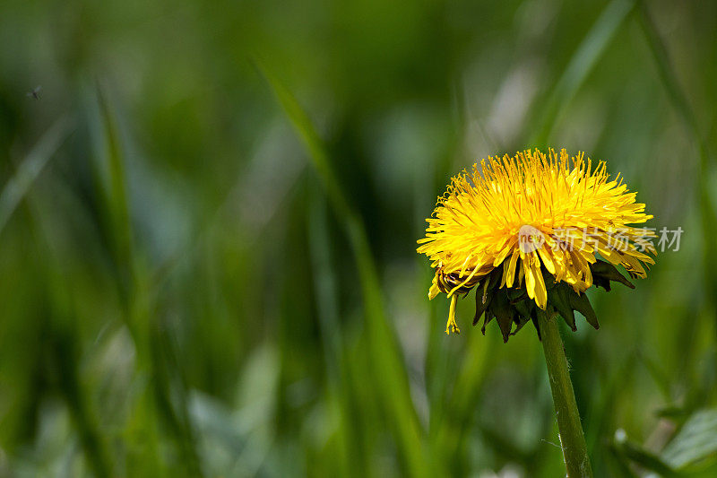 单黄色蒲公英花在绿色的草与副本空间