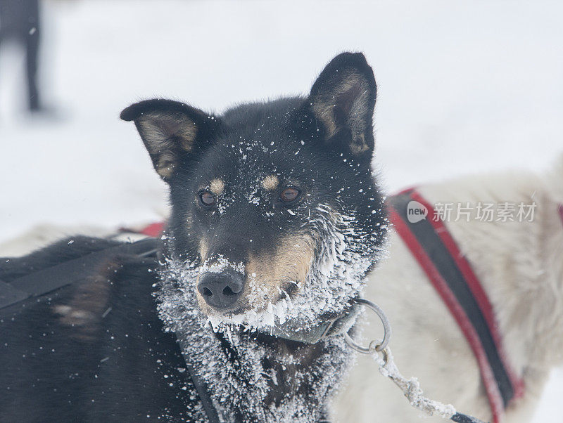 雪的脸