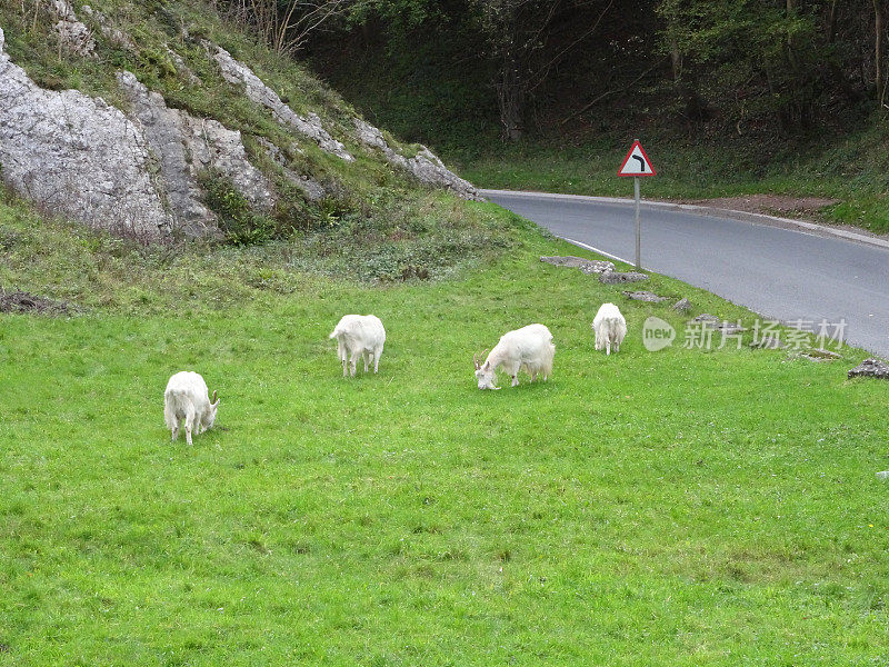 四只野生的白色山羊在路边吃草