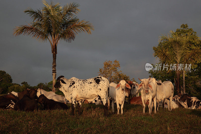 巴西亚马逊热带雨林与牛在日出