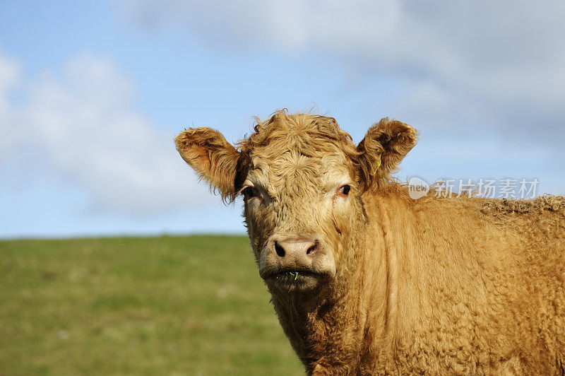 苏格兰农场上的一头小牛的肖像。