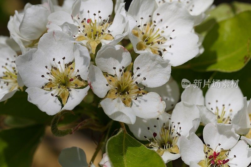 梨树在春天开花