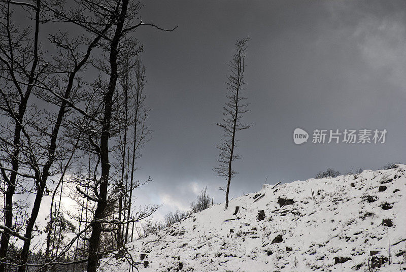 白雪皑皑的山坡上的秃树