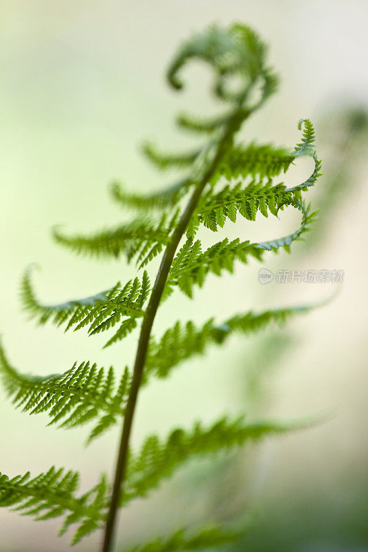 年轻的蕨类植物