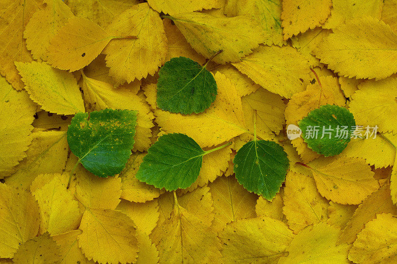 黄叶和五片绿叶――秋天