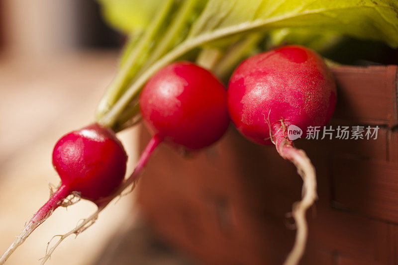 特写镜头。一束刚从花园里摘下来的萝卜。篮子里。