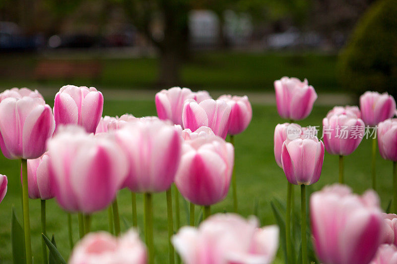 波士顿公园里盛开的郁金香