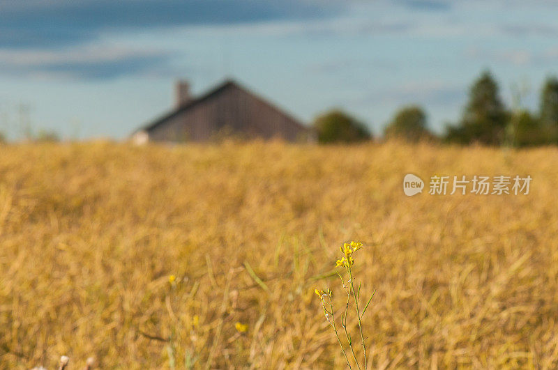 以油菜花为背景的油菜田