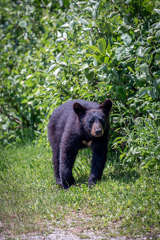 小黑熊在田野里行走