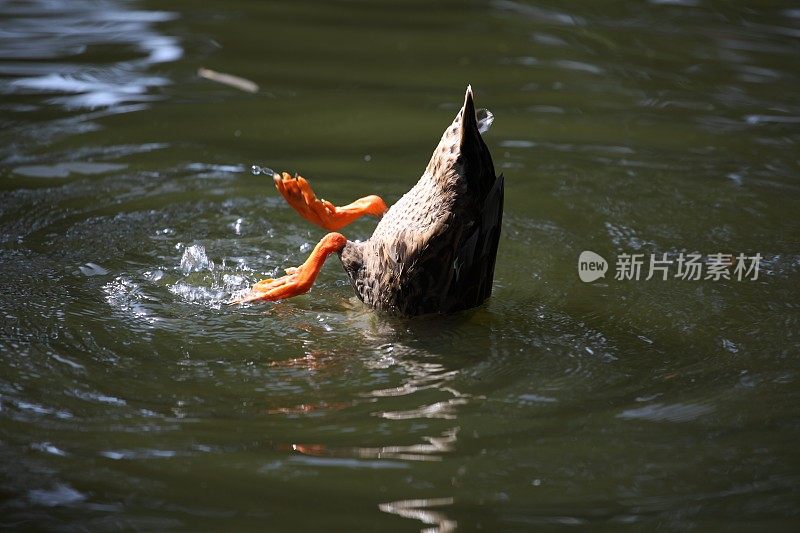 湖上潜水鸭