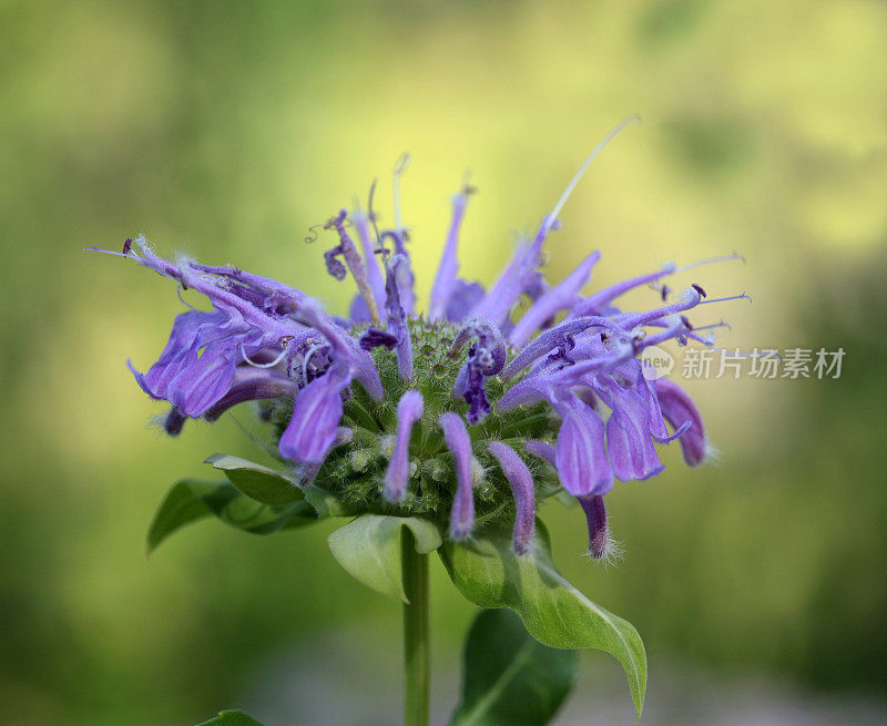 紫色蒙纳达或Beebalm