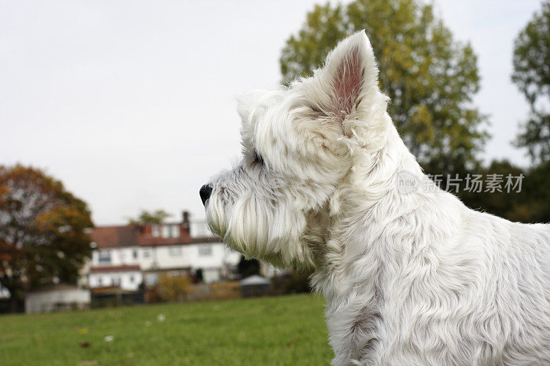 一个叫Beno的Westie的资料