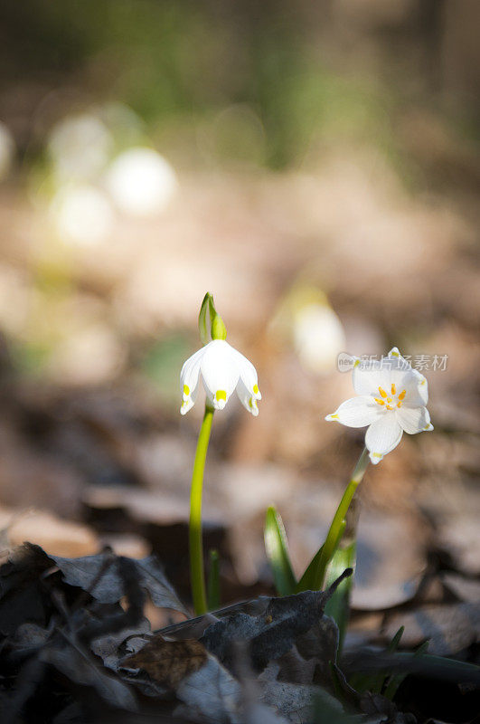 雪花