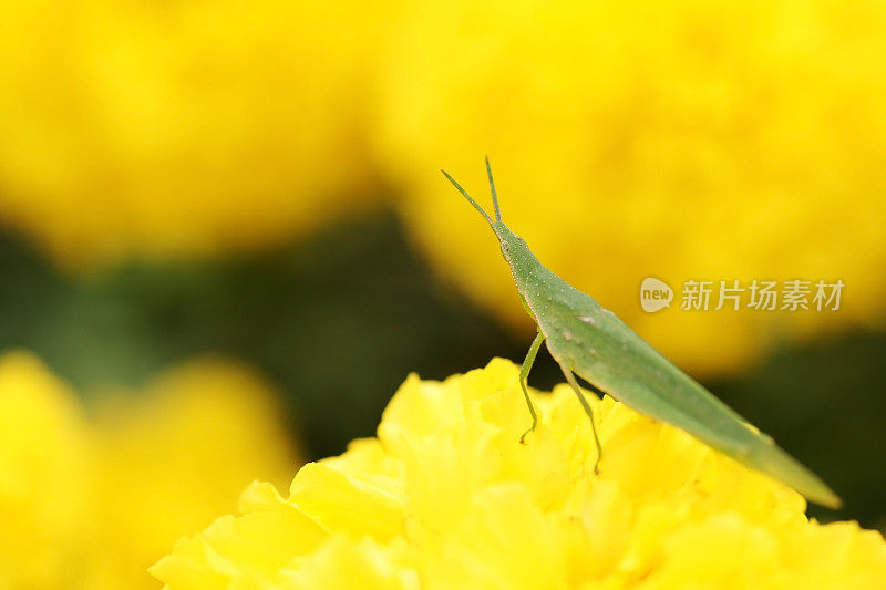 金盏花上的蟋蟀