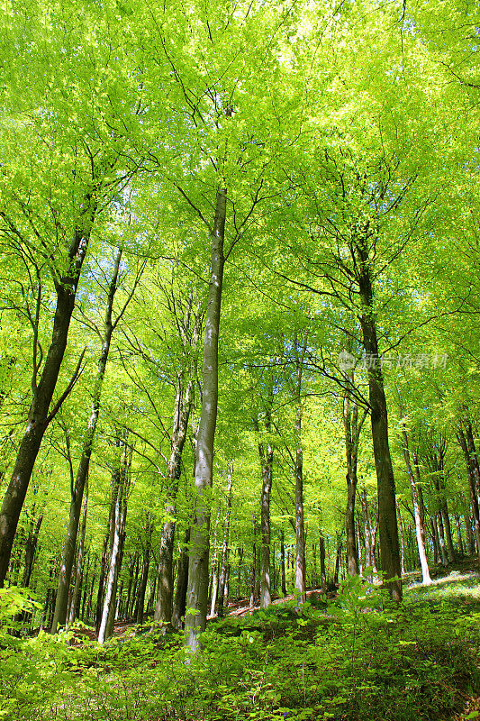 欧洲常见的山毛榉树(山毛榉山毛榉属)，在森林中，春天有叶子