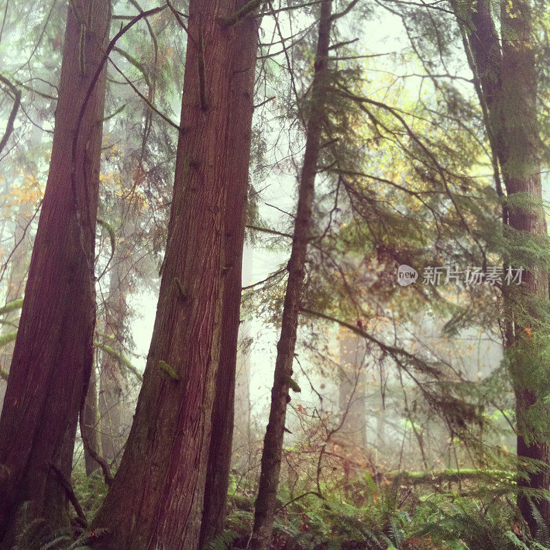 森林中的薄雾