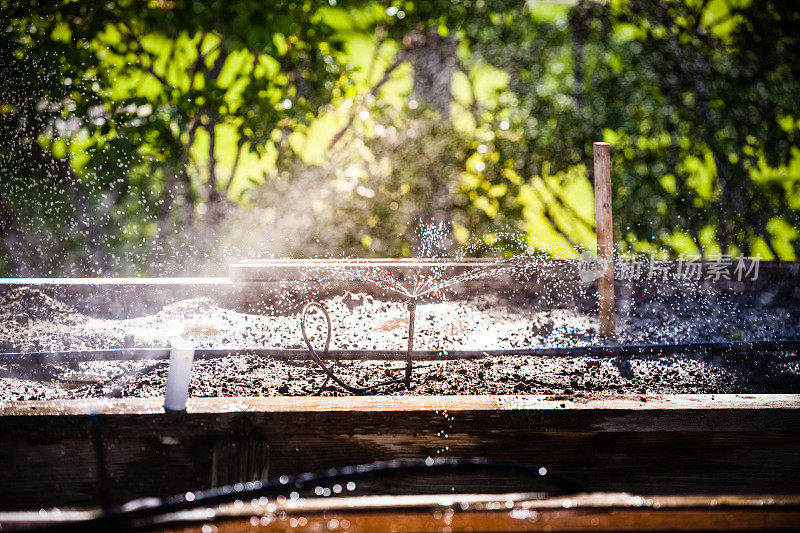 花园床上的微型滴灌洒水器