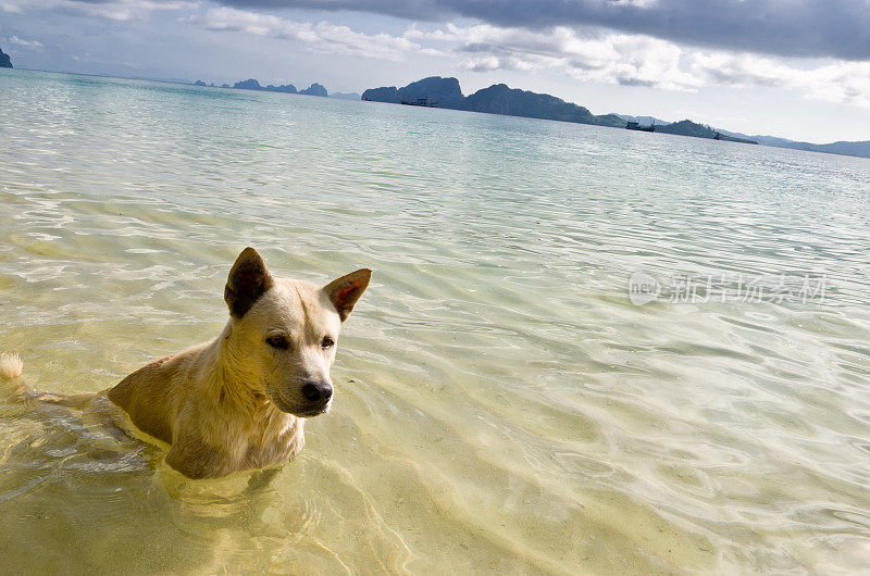 流浪的海滩狗在海里凉快下来