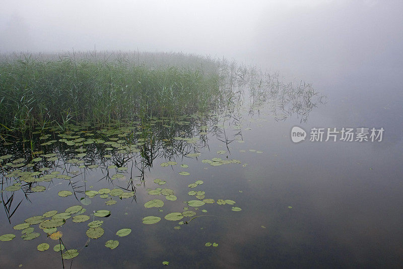 浓雾给宁静偏远的湖泊带来了神秘