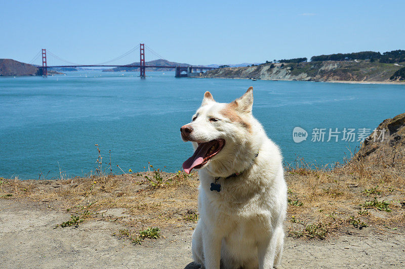 可爱的哈士奇徒步旅行在旧金山的兰兹角