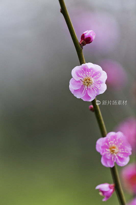 粉色的梅花