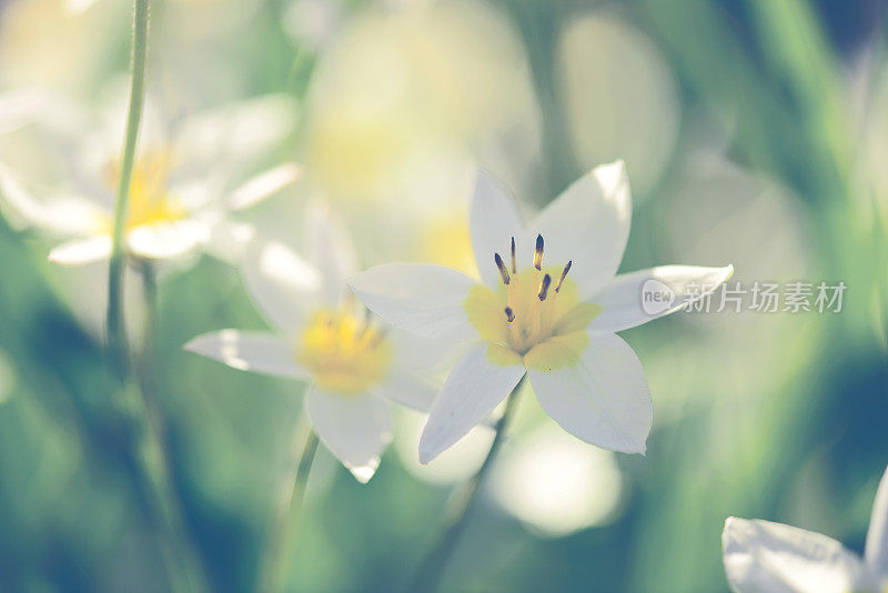 美丽的春天的花朵