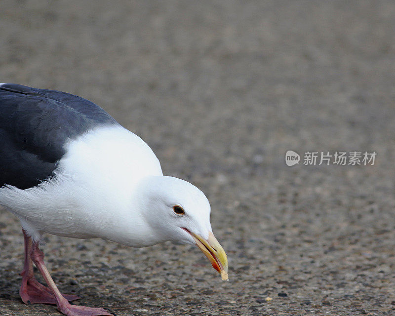 吃玉米粒的海鸥