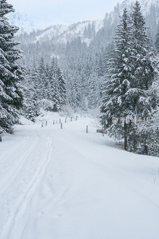 冬季景观与雪和树