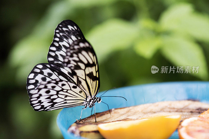 意念灵蝶站在果实上