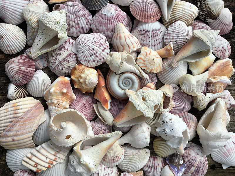 贝壳的分类自然背景