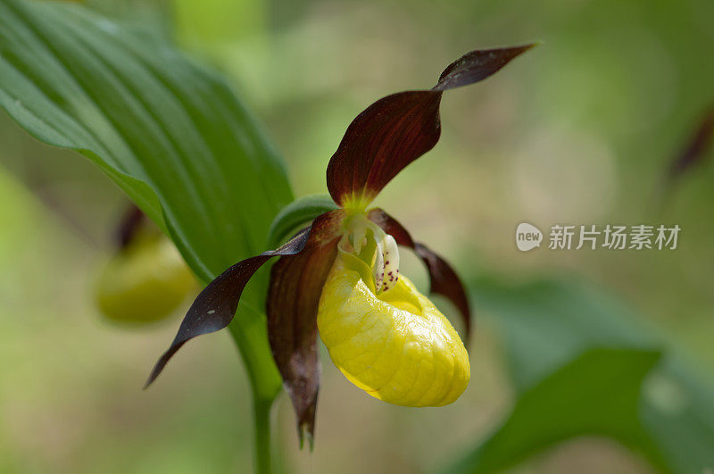 野生凤仙花