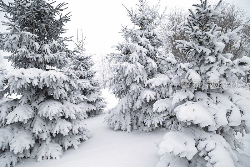 冬天下雪的森林