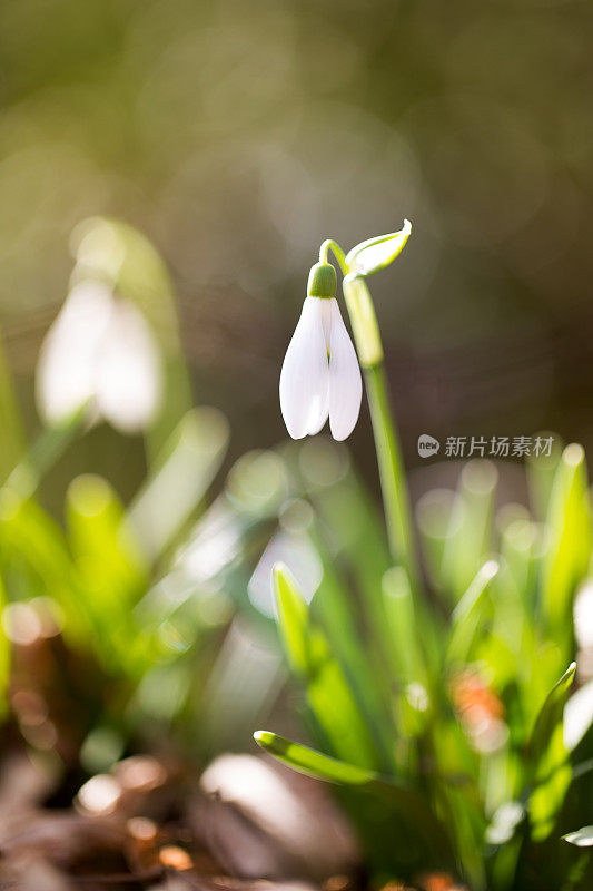 雪花莲(雪花)