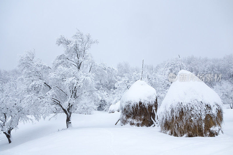 白雪覆盖的果园树木