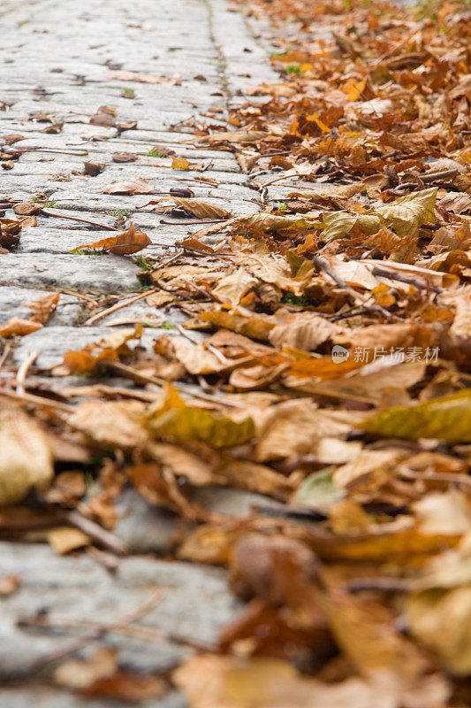 铺满秋叶的鹅卵石街道