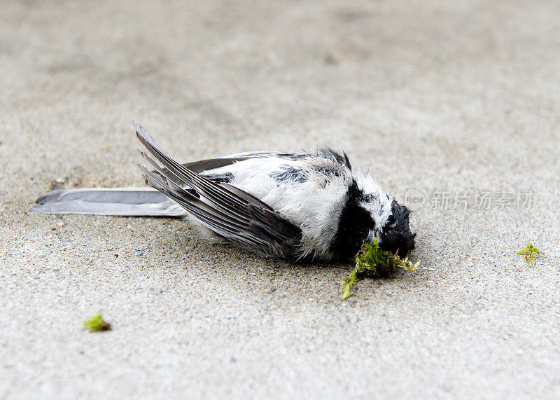 混凝土上有只死鸟