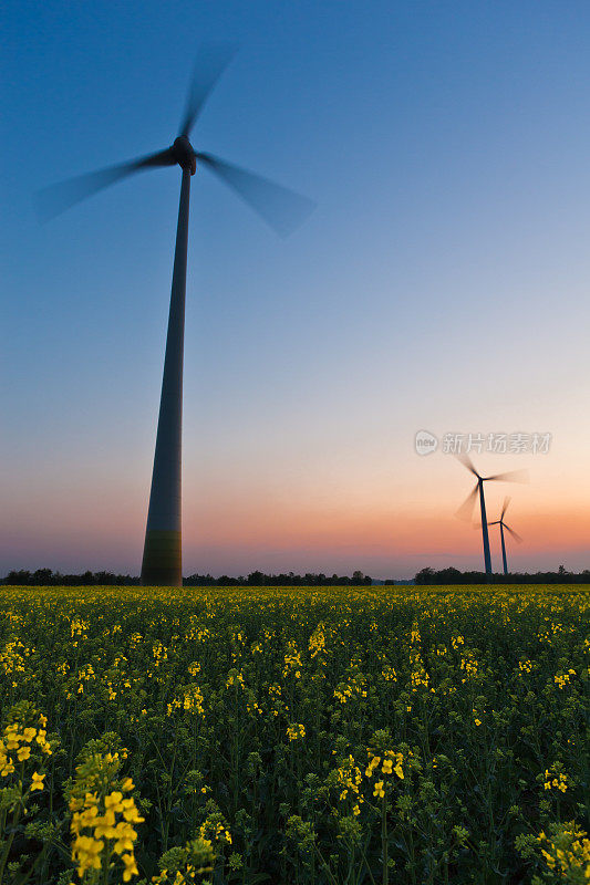 风力涡轮机农场在晚上的油菜田