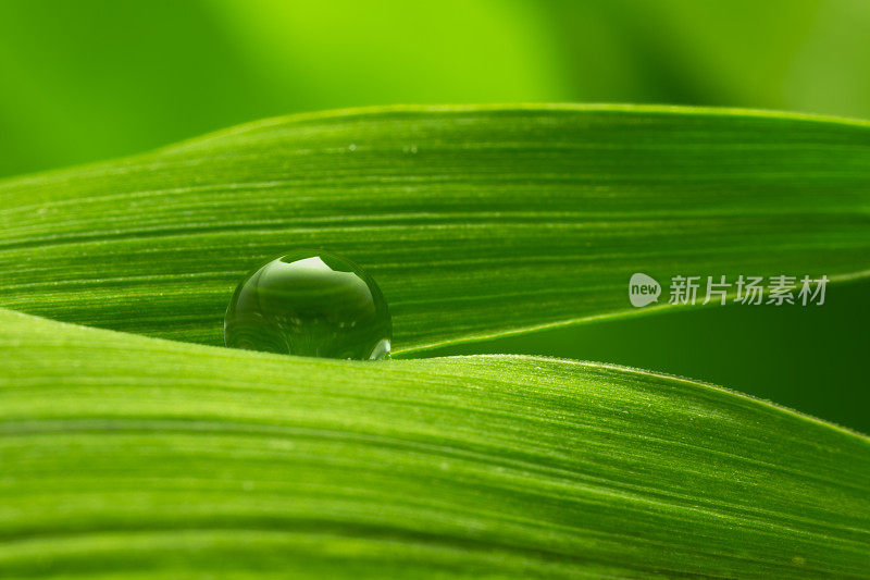 带雨滴的叶子