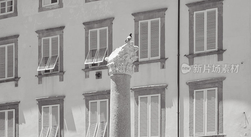 城市里的鸽子可能会破坏纪念碑和建筑物