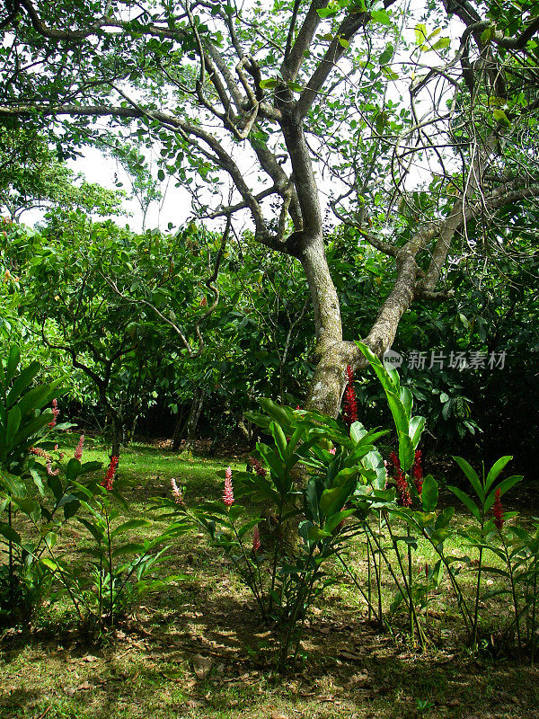 树荫树花园和可可普拉特热带雨林洪都拉斯