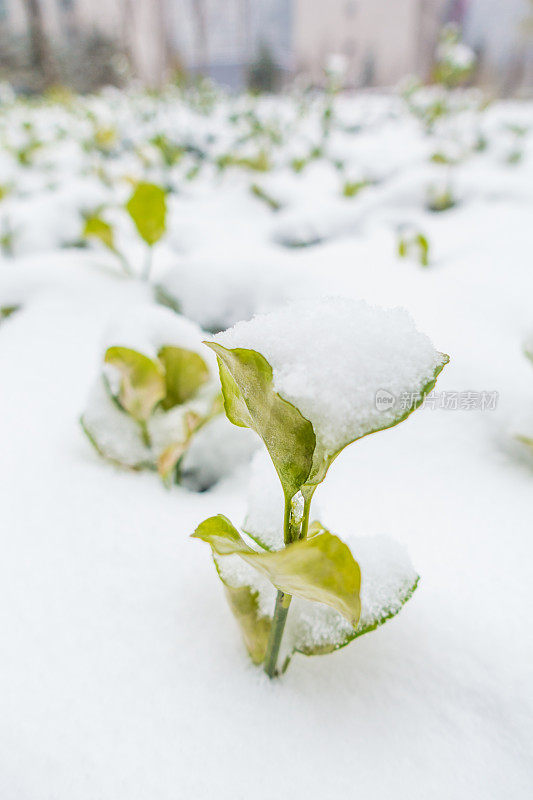 雪融化