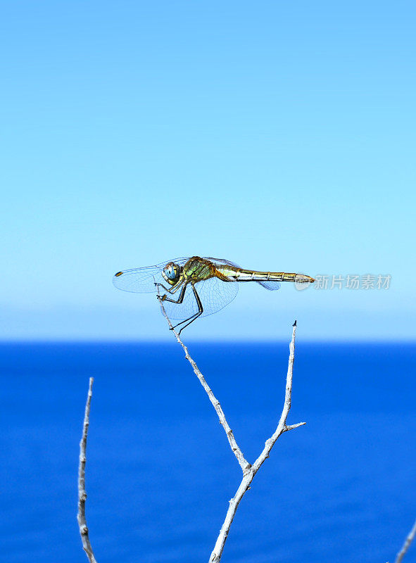 蜻蜓和海洋