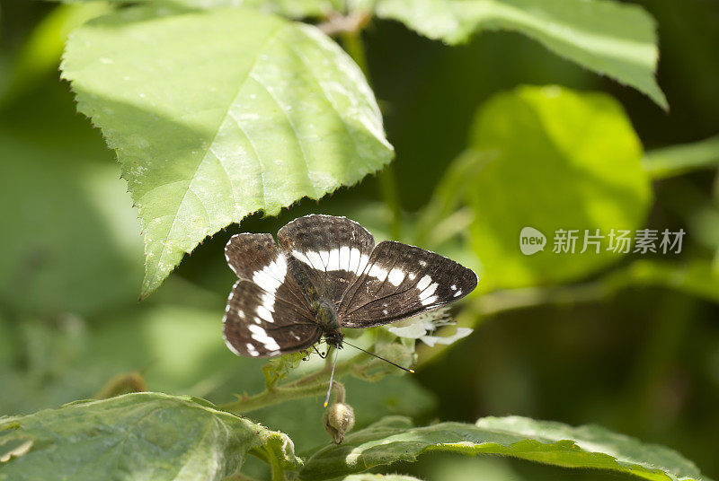 黑莓上的白色上将蝴蝶