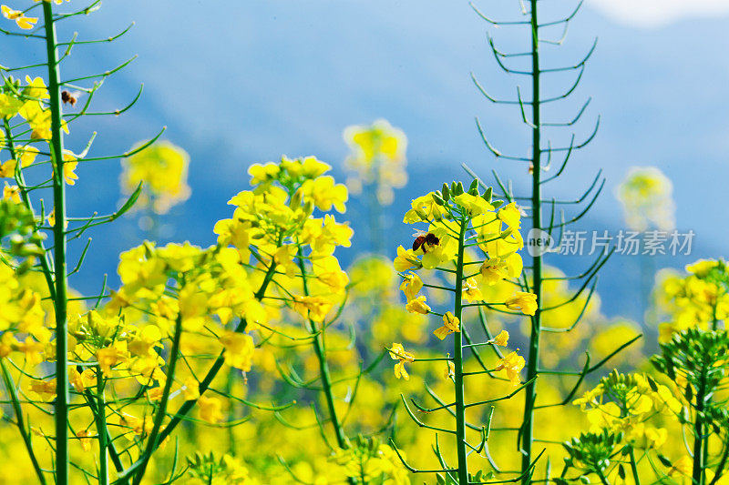 油菜花儿