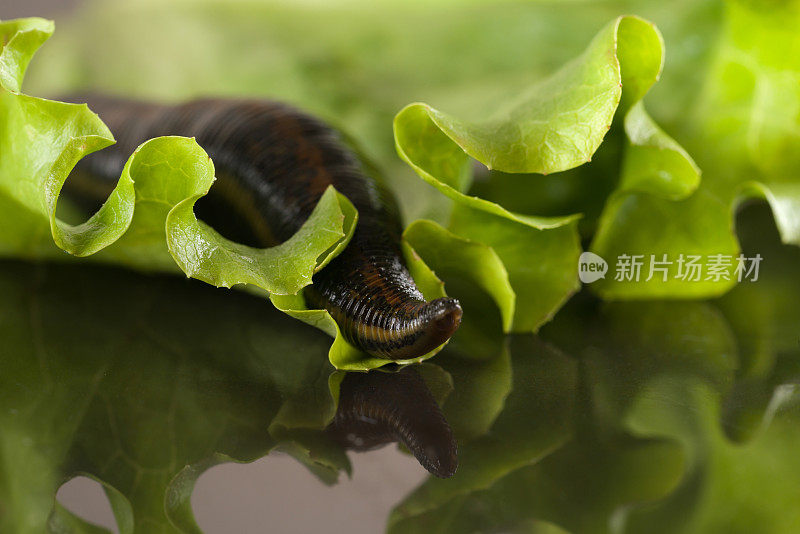 绿叶上水蛭宏