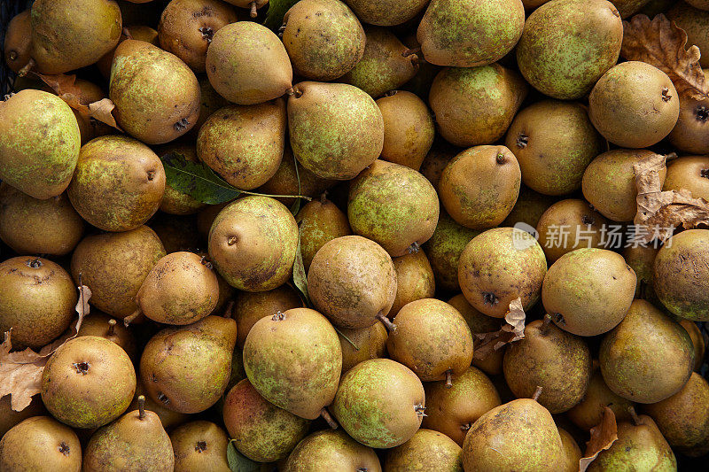 成熟的棕色收获梨